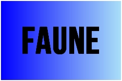 faune.jpg